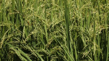 Pirinç tarlaları Kerala Hindistan