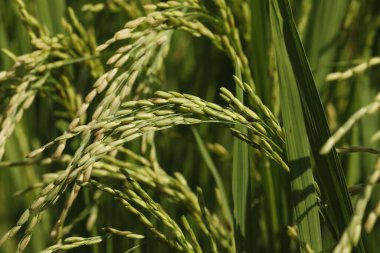 Pirinç tarlaları Kerala Hindistan