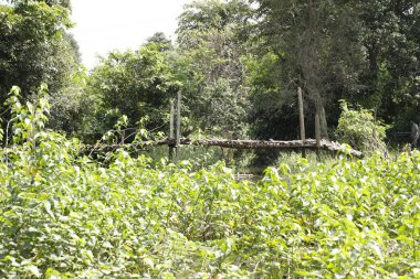 Tatil Köyündeki Tahta Köprü