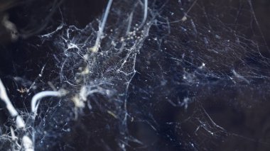 Insect hang in the Spider Web