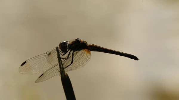 Macro Scatto Una Libellula — Foto Stock