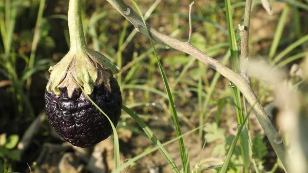 Eggplant Field — Stock fotografie