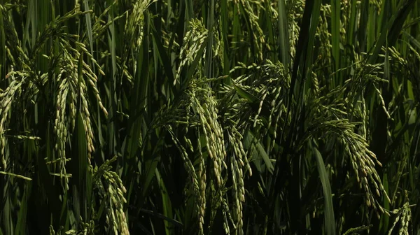 Τομείς Του Ρυζιού Στην Ινδία Κεράλα — Φωτογραφία Αρχείου