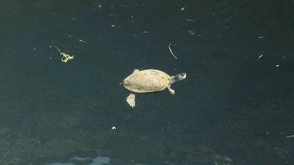 Turtle Well Water — Stok fotoğraf