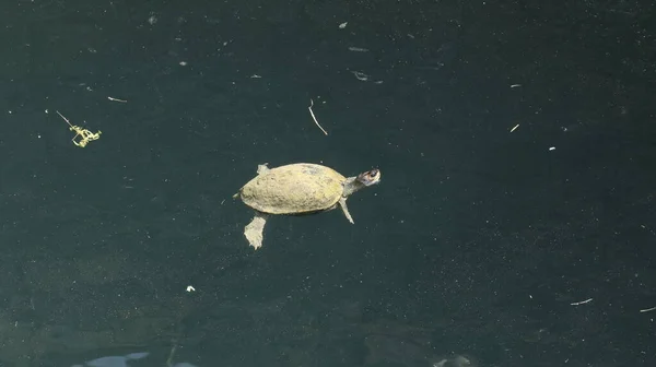 Turtle in the well water