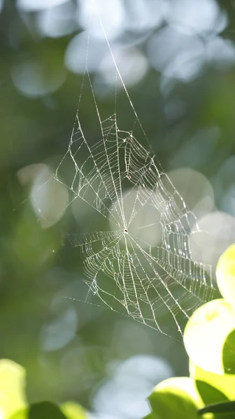 Insect Hang Spider Web — Fotografie, imagine de stoc