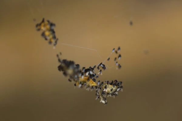 Εντόμων Κρέμονται Στο Web Spider — Φωτογραφία Αρχείου