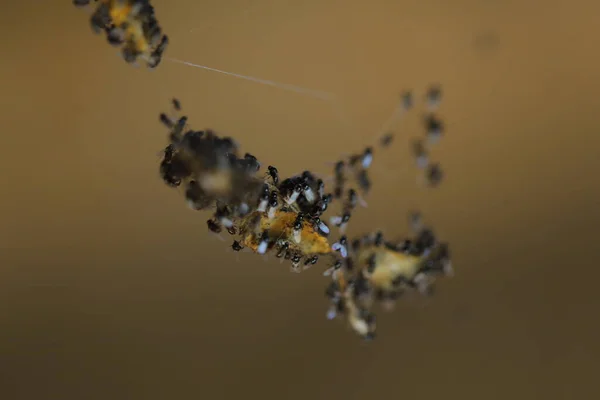 Insect Hang Spider Web — Fotografia de Stock
