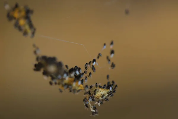 Insect Hang Spider Web — Stockfoto