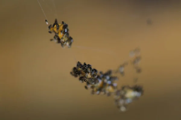 Insect Hang Spider Web — Fotografia de Stock