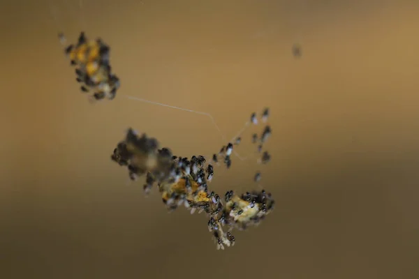 Εντόμων Κρέμονται Στο Web Spider — Φωτογραφία Αρχείου