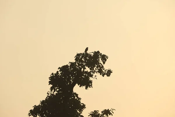 silhouette of Bird on a tree