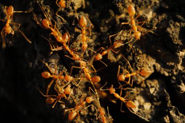 Red Ants Macro shot
