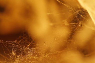 Örümcek 'in makro görüntüsü