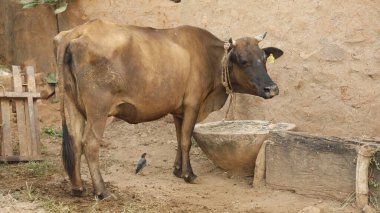 Rural adlı inek ana sayfa