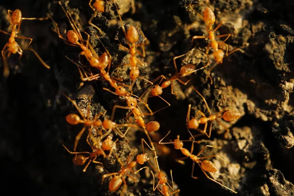 Red Ants Macro Shot — Φωτογραφία Αρχείου