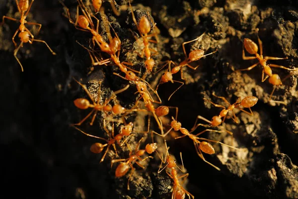 Red Ants Macro Shot — Φωτογραφία Αρχείου