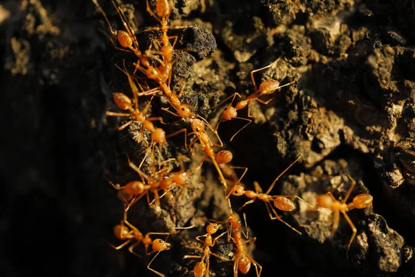 Red Ants Macro Shot — Stockfoto