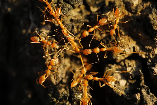 Red Ants Macro Shot — Fotografia de Stock