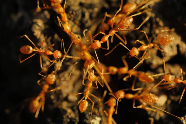 Red Ants Macro Shot — Stock Photo, Image