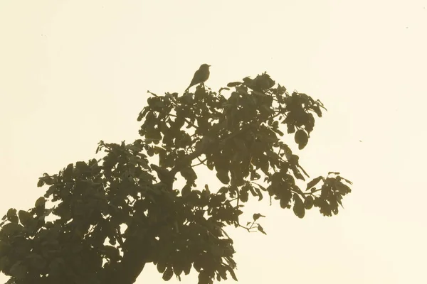 silhouette of Bird on a tree