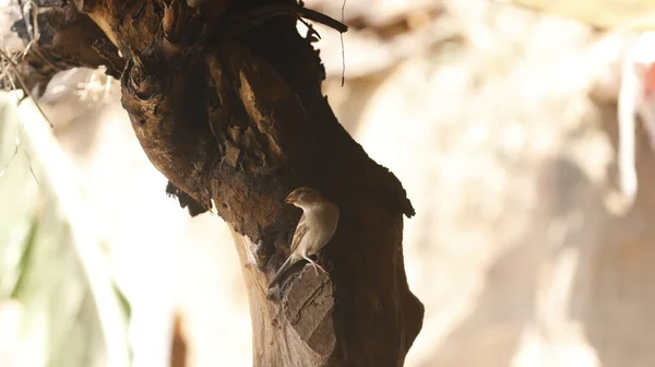 Hungry Sparrow Tree — Stock Photo, Image