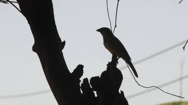 Hungry Sparrow Tree — 스톡 사진