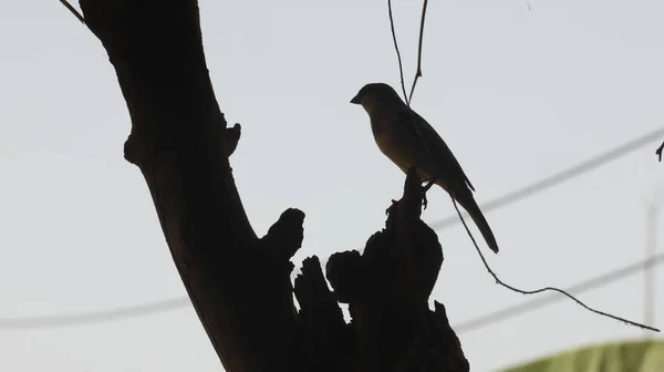Hungry Sparrow Tree — 图库照片