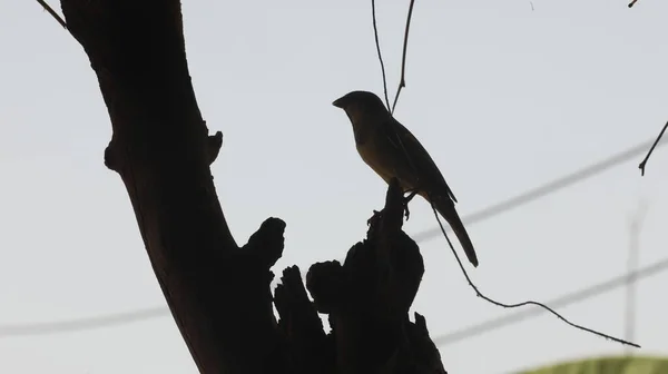 Hungry Sparrow Tree — Fotografia de Stock