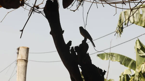 Hungry Sparrow on the tree