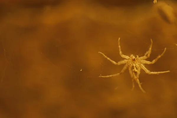 Makroaufnahme Einer Spinne — Stockfoto