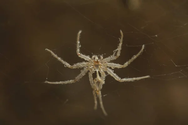 Makro Záběr Pavouka — Stock fotografie