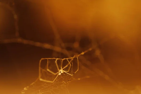 Macro Tiro Uma Aranha — Fotografia de Stock