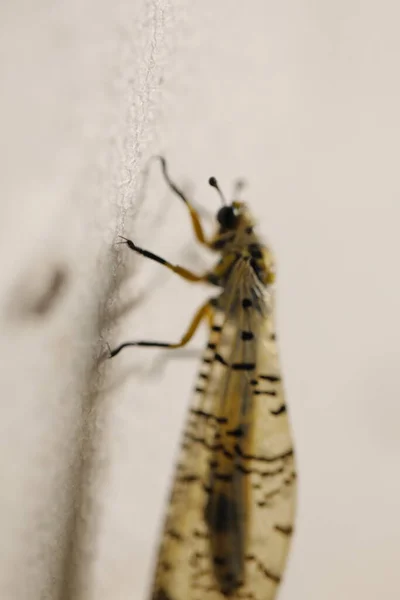 Έντομα Μακρό Πλάνο Fly — Φωτογραφία Αρχείου