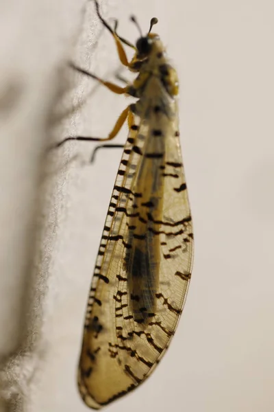 Böcek Uçan Makro Çekim — Stok fotoğraf