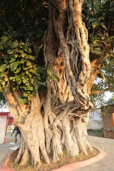 Huge Tree Trunk Texture — Fotografia de Stock