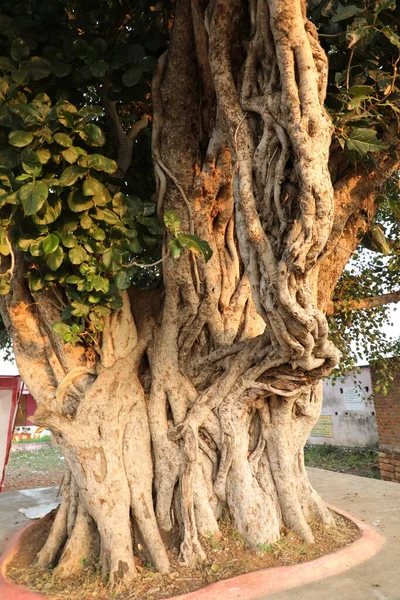 Huge Tree Trunk Texture — Stock Photo, Image