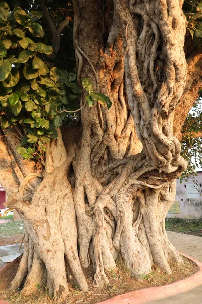 Huge tree Trunk texture