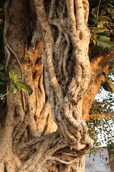 Huge Tree Trunk Texture — Stockfoto