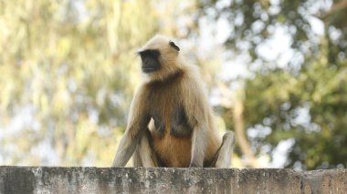 Duvarda gri Langur