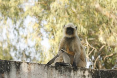 Duvarda gri Langur