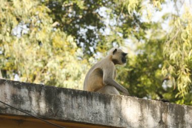 Duvarda gri Langur