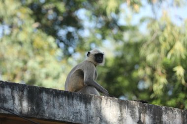 Duvarda gri Langur