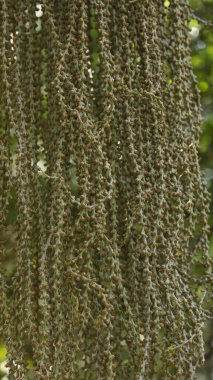 Hint Ayurveda İlaç Fabrikası