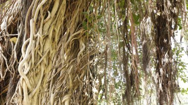 Büyük Bilgelik Ağacının Kökleri