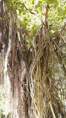 Büyük Bilgelik Ağacının Kökleri