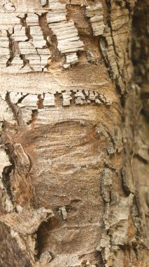 Ayurveda Ağaç Gövdesi Dokusu