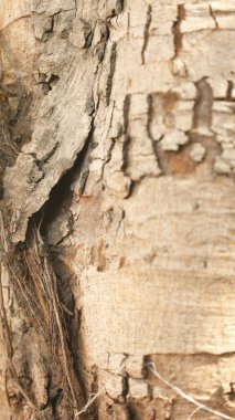 Ayurveda Ağaç Gövdesi Dokusu