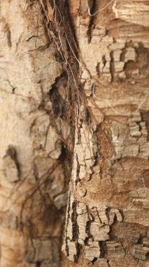 Ayurveda Ağaç Gövdesi Dokusu