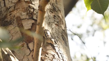 Ayurveda Ağaç Gövdesi Dokusu